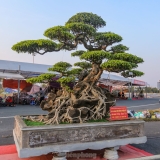 Dàn cây cảnh tiền tỷ đổ bộ về Hà Nội trước Tết Dương lịch