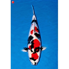 Cá Koi Showa