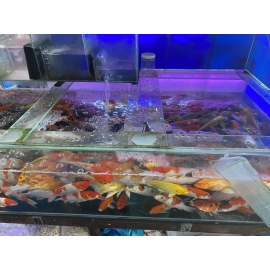Cá Koi Vũng tàu 1