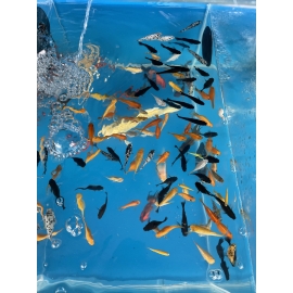 Cá Lia Thia Nhiều Loài