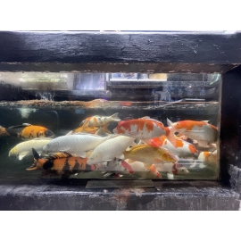 Cá Koi Nhiều Mẫu Vũng Tàu Mẫu 2