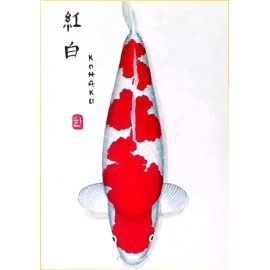 Cá Koi Kohaku