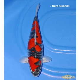 Cá Koi Goshiki