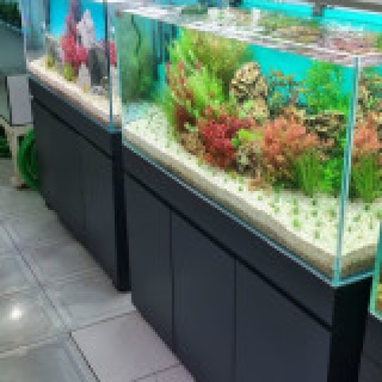 Hồ Kiếng Trang Trí Vũng Tàu