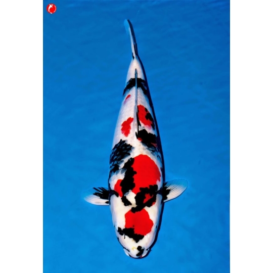 Cá Koi Showa