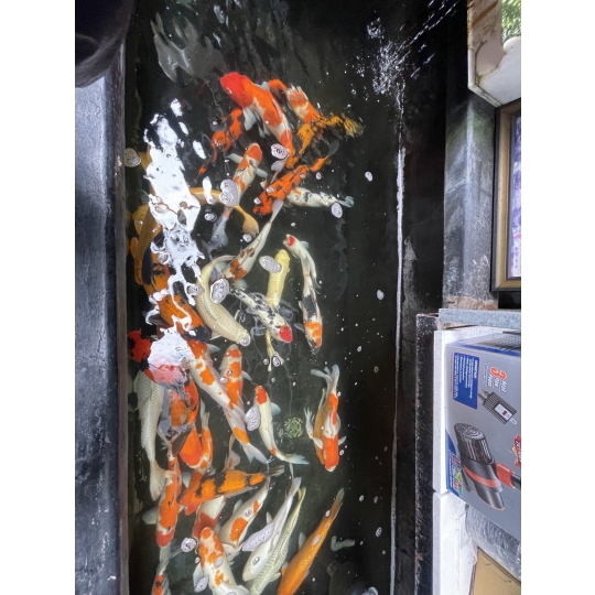 Cá Koi Nhiều Mẫu Vũng Tàu