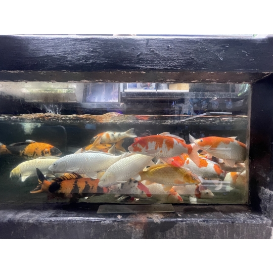 Cá Koi Nhiều Mẫu Vũng Tàu Mẫu 2